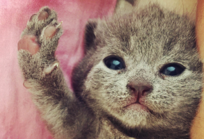 好听稀少的叠字名字优雅（精选取名1398个）